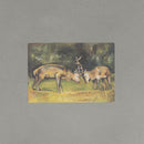 Postcard (deer / Fight Deers)
