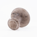 【Mushroom】Fjällskivling