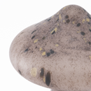 【Mushroom】Fjällskivling