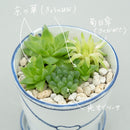 Bucket flower pot (planting, Haorcia) (SETO)