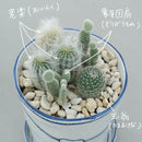 Bucket flower pot (planting / cactus) (SETO)