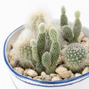 Bucket flower pot (planting / cactus) (SETO)