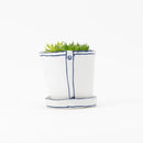 Bucket flower pot (planting, Haorcia) (SETO)