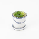 Bucket flower pot (planting, Haorcia) (SETO)