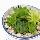 Bucket flower pot (planting, Haorcia) (SETO)