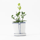 Bucket flower pot (single planting / green drum) (SETO)