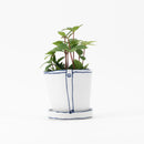 Bucket flower pot (single planting, peperomia) (SETO)