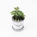 Bucket flower pot (single planting, peperomia) (SETO)