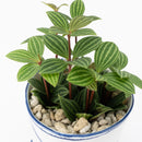 Bucket flower pot (single planting, peperomia) (SETO)