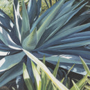 ポストカード(Concentré/ Tricoter)