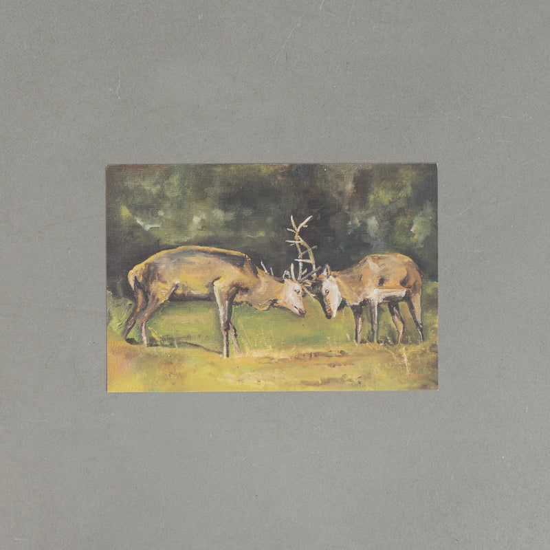 Postcard (deer / Fight Deers)