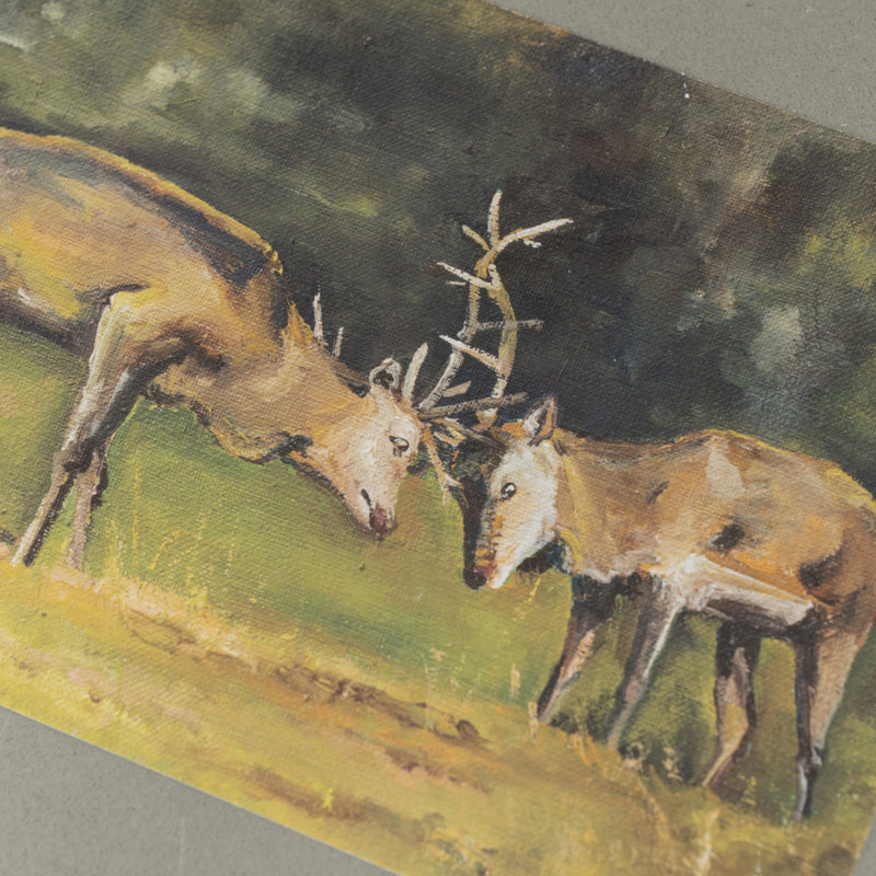 Postcard (deer / Fight Deers)
