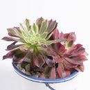 バケツの植木鉢（寄せ植え・テンダイとピンクウィッチ）(seto)