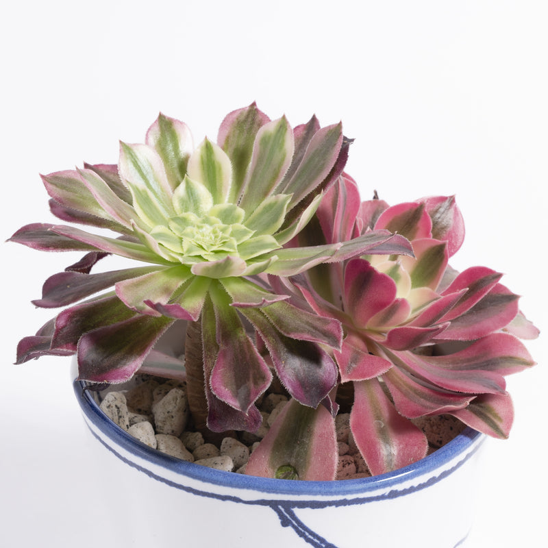 バケツの植木鉢（寄せ植え・テンダイとピンクウィッチ）(seto)