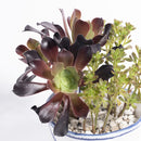 バケツの植木鉢（寄せ植え・カシミヤバイオレットと小人の花束）(seto)