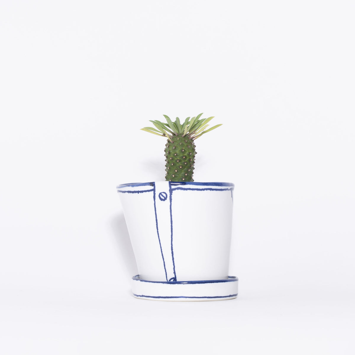 バケツの植木鉢（単体植え・ソテツキリン）(seto)
