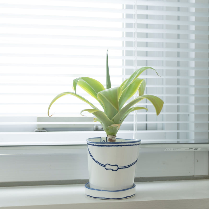 バケツの植木鉢（単体植え・アテナータ斑入り）(seto)