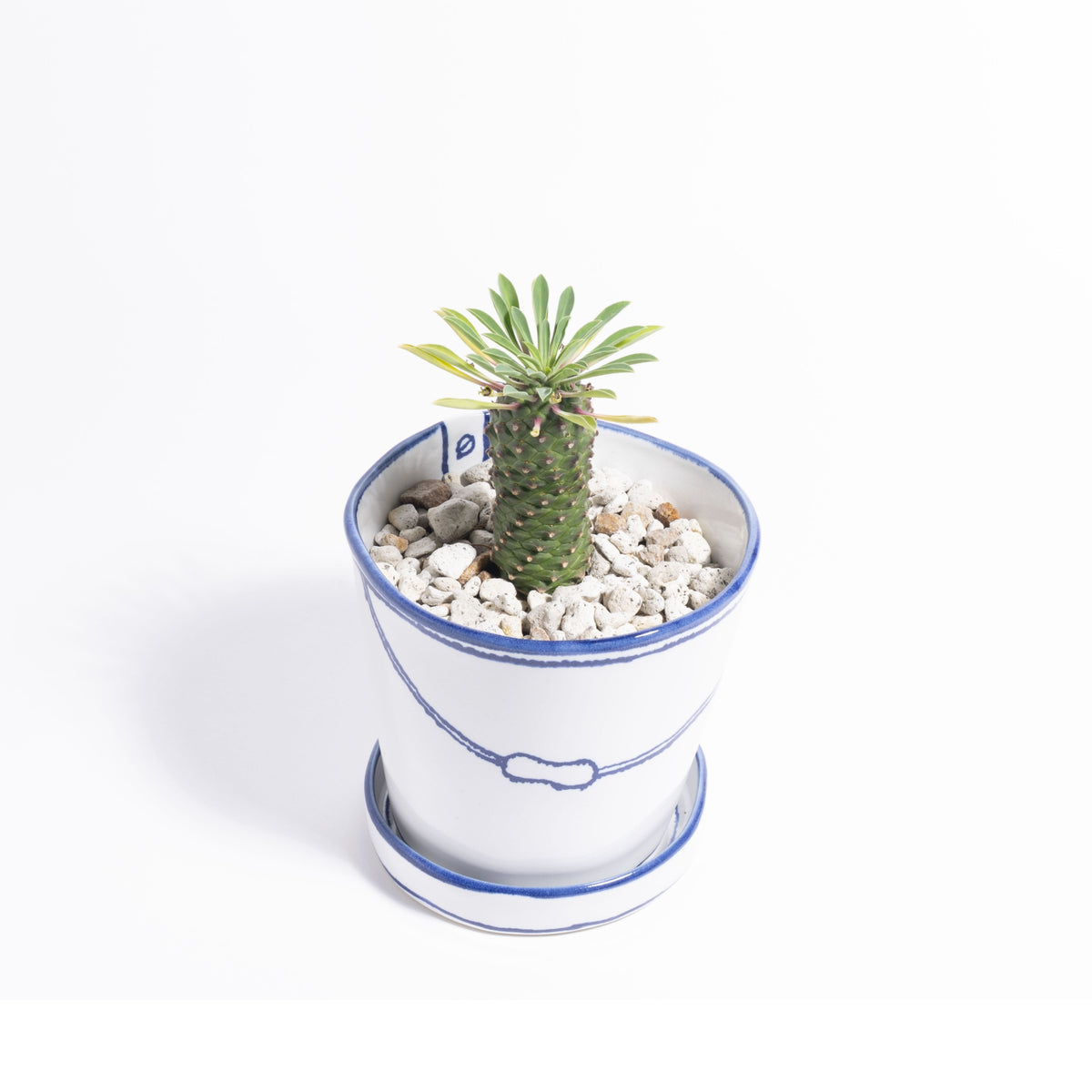 バケツの植木鉢（単体植え・ソテツキリン）(seto)
