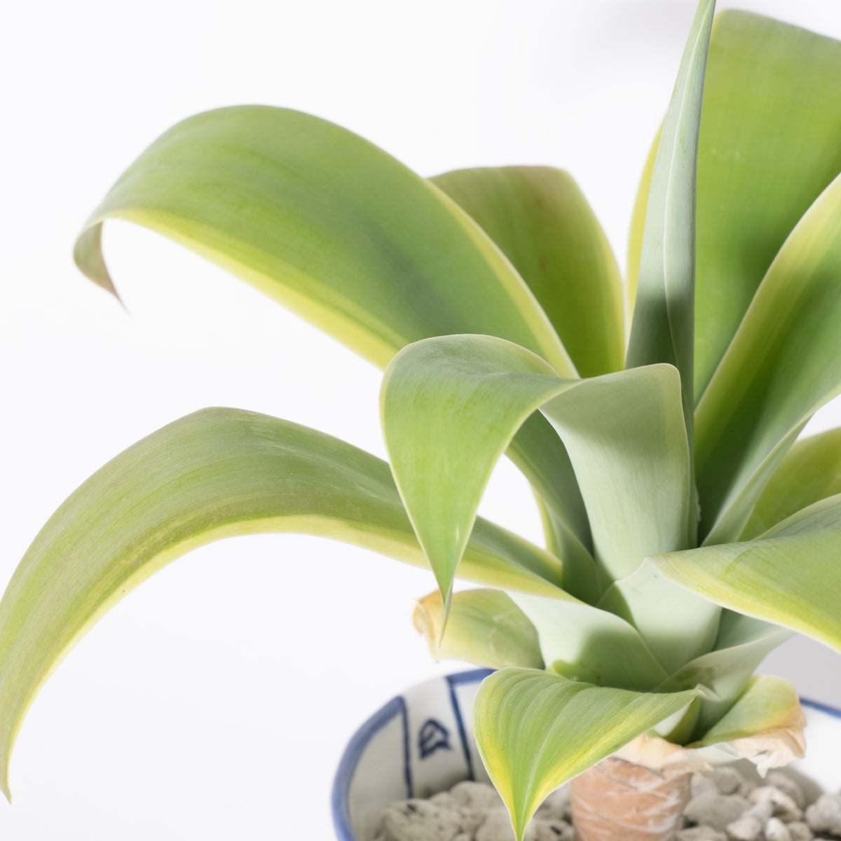 バケツの植木鉢（単体植え・アテナータ斑入り）(seto)