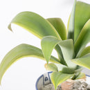 バケツの植木鉢（単体植え・アテナータ斑入り）(seto)