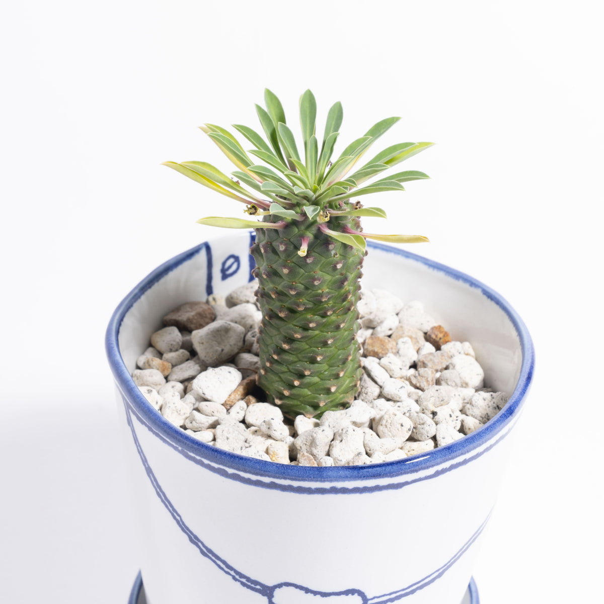 バケツの植木鉢（単体植え・ソテツキリン）(seto)