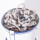 バケツの植木鉢（単体植え・クリスペートビューティー）(seto)