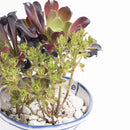 バケツの植木鉢（寄せ植え・カシミヤバイオレットと小人の花束）(seto)