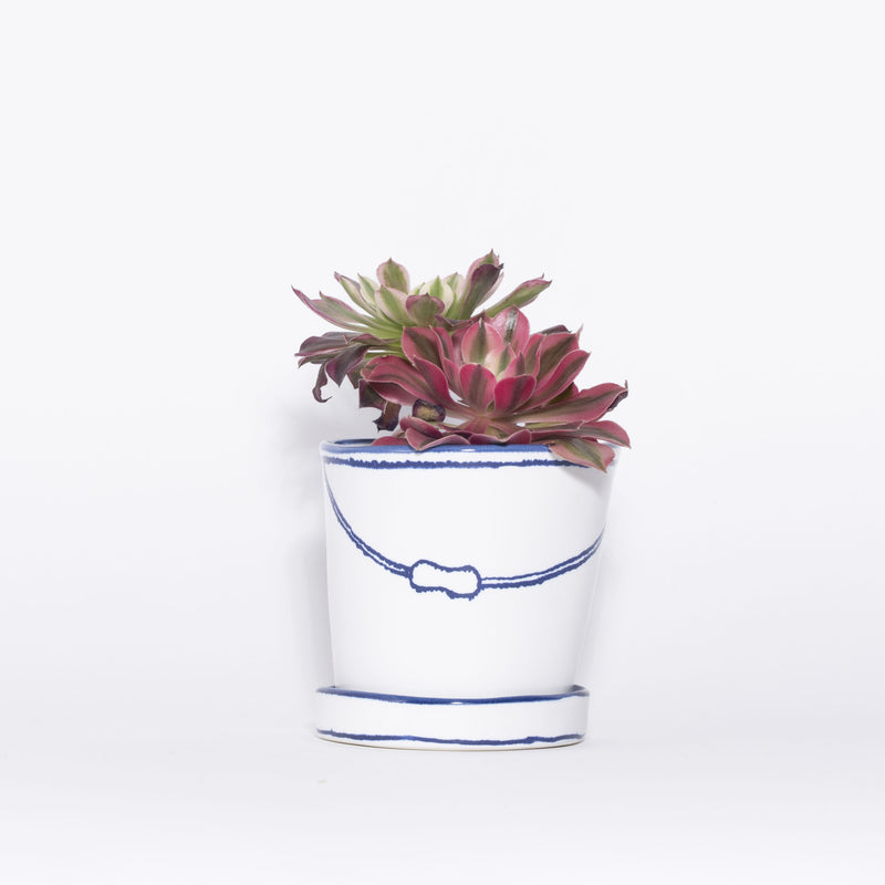 バケツの植木鉢（寄せ植え・テンダイとピンクウィッチ）(seto)