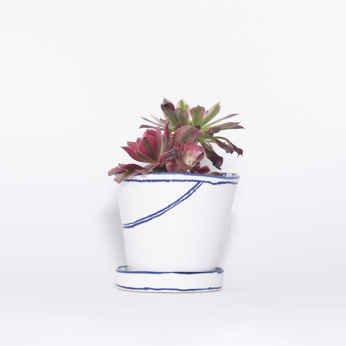 バケツの植木鉢（寄せ植え・テンダイとピンクウィッチ）(seto)