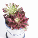 バケツの植木鉢（寄せ植え・テンダイとピンクウィッチ）(seto)