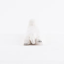 單輪牆（白耳朵，pachiri）