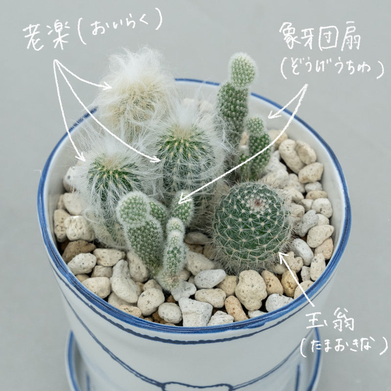 バケツの植木鉢（寄せ植え・サボテン）(seto)