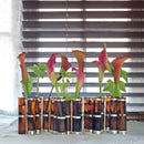 四月花瓶（生薑）