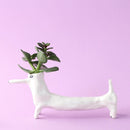 花瓶（斑點 /白色）