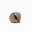 莉拉動物園貓說謊