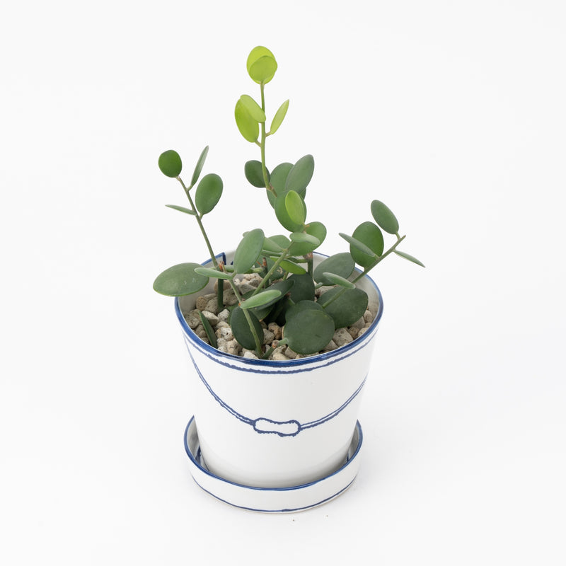 Bucket flower pot (single planting / green drum) (SETO)