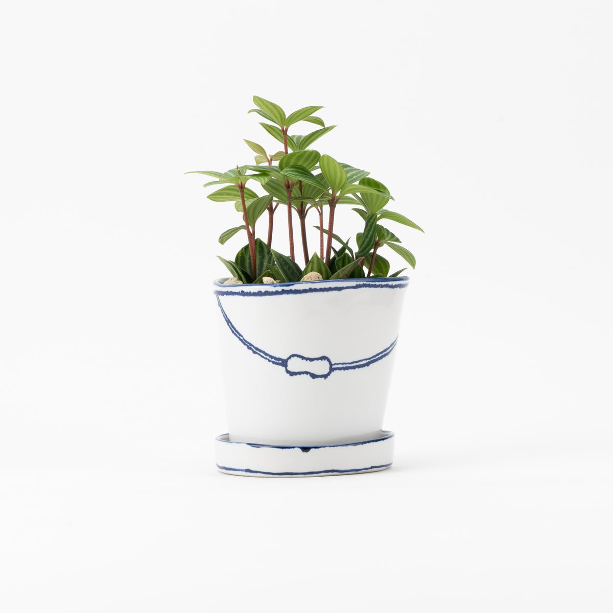 バケツの植木鉢（単体植え・ペペロミア）(seto)