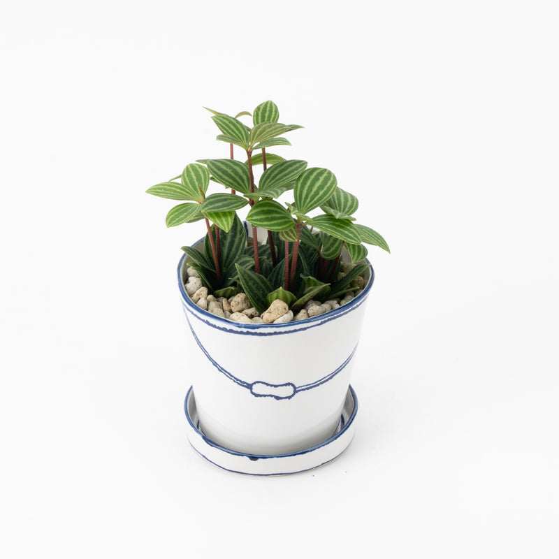 バケツの植木鉢（単体植え・ペペロミア）(seto)